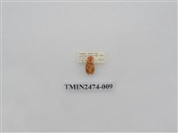 藏品(聯美苔蛾)的圖片